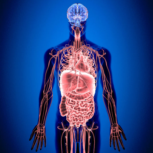 What is the Endocannabinoid System